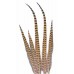 FEATHERS RINGNECK PHEASANT 15-17" (BULK)